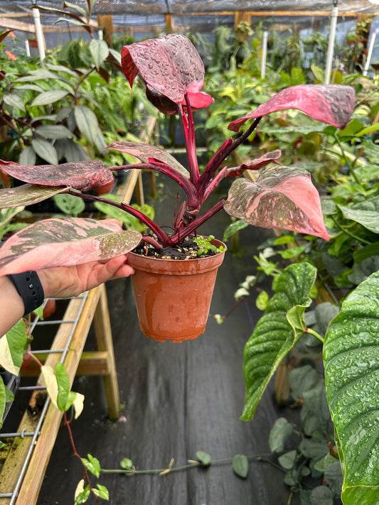 Philodendron erubescens "Pink Princess" Marble Galaxy High Variegated