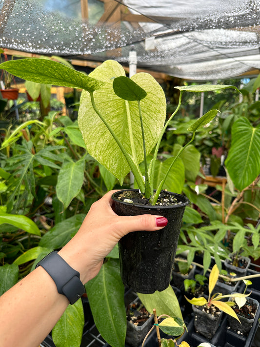 High Variegated Monstera mint