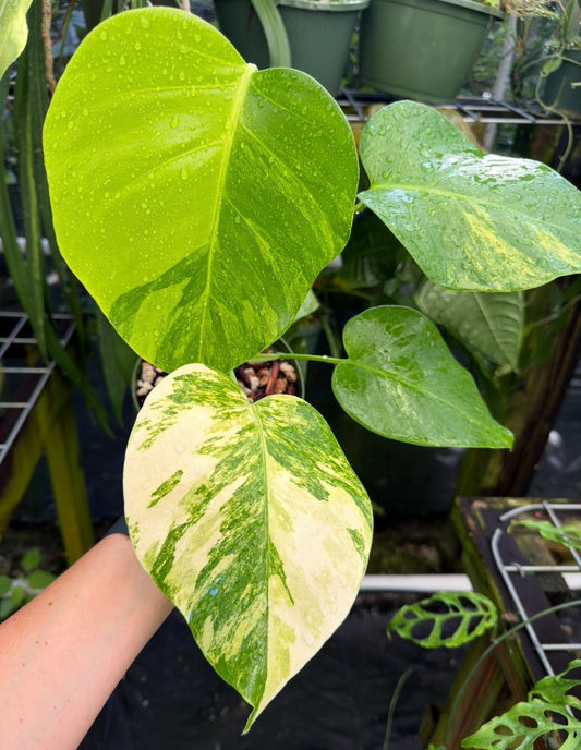 Monstera Aurea Variegated