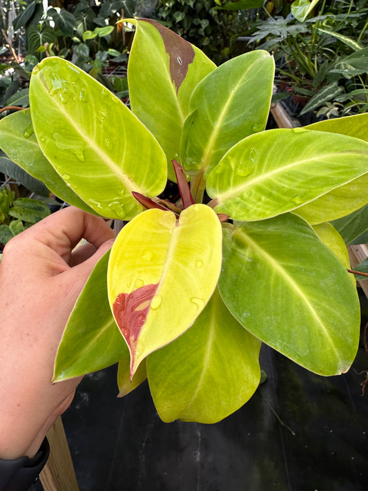 Philodendron Red Moon