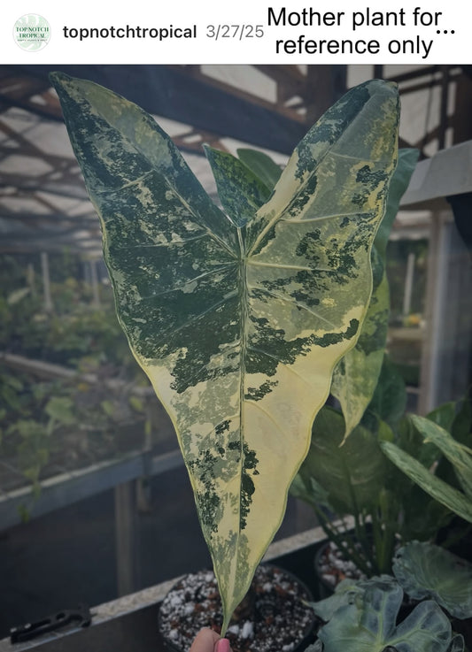 Alocasia longiloba variegated