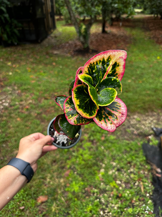 Codiaeum Variegatum,Multicolor Thai Croton, Apple