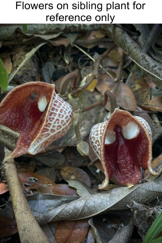 Aristolochia salvadorensis "Darthvader Plant" Rare