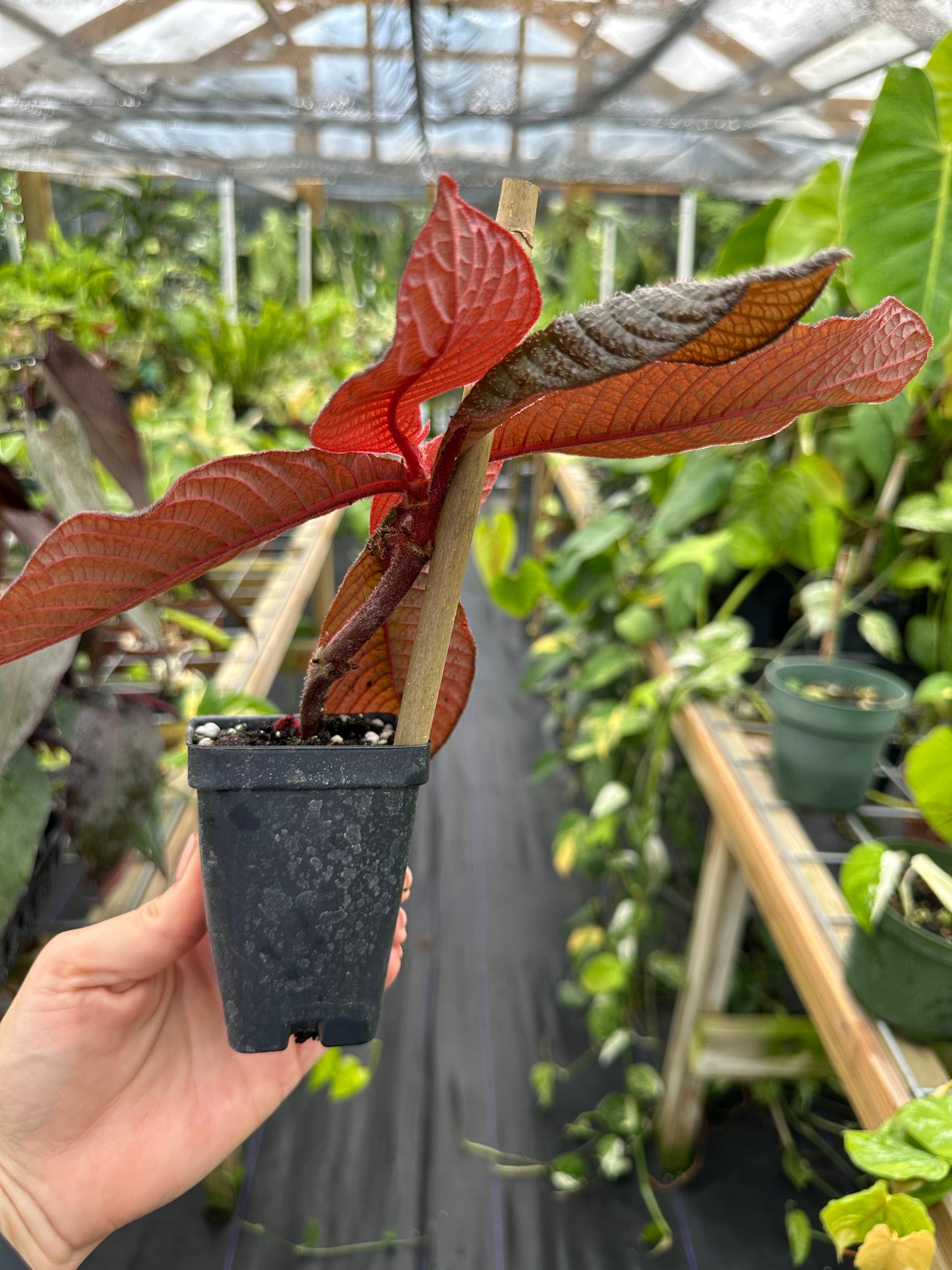 Hoffmannia roezlii type *red