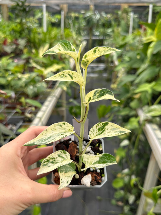 Epipremnum aureum 'Fanfare' (Teruno Pothos Series)