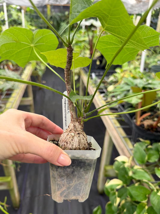Sterculia colorata, Firmiana colorata, Bonfire tree