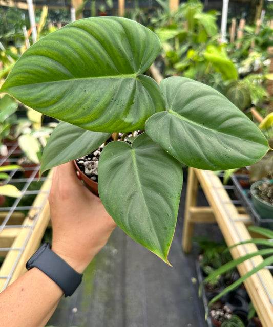 Philodendron Billienum hybrid (Billietiae X Pastazanum)