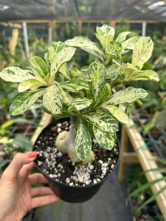 Rare Variegated Adenium Desert Rose (Grafted, Pink flower)