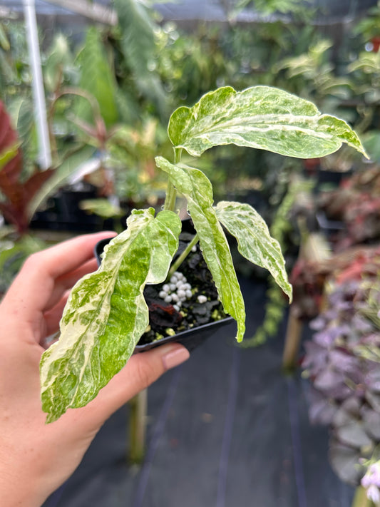Amydrium sp. High variegated Starter plant