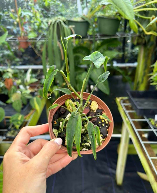 Syngonium sp. "Lance Leaf"