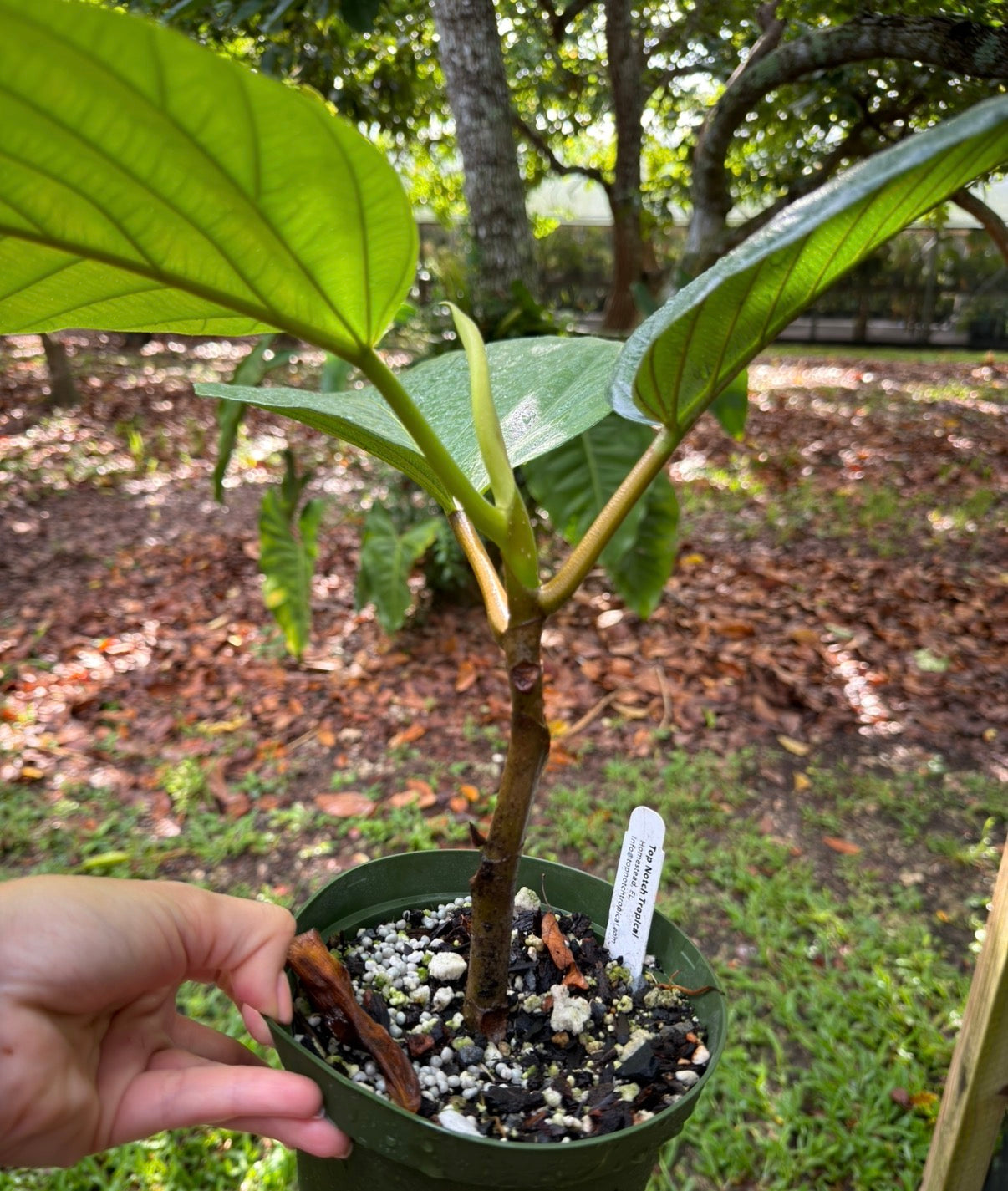 Coussapoa sp. Costa Rica