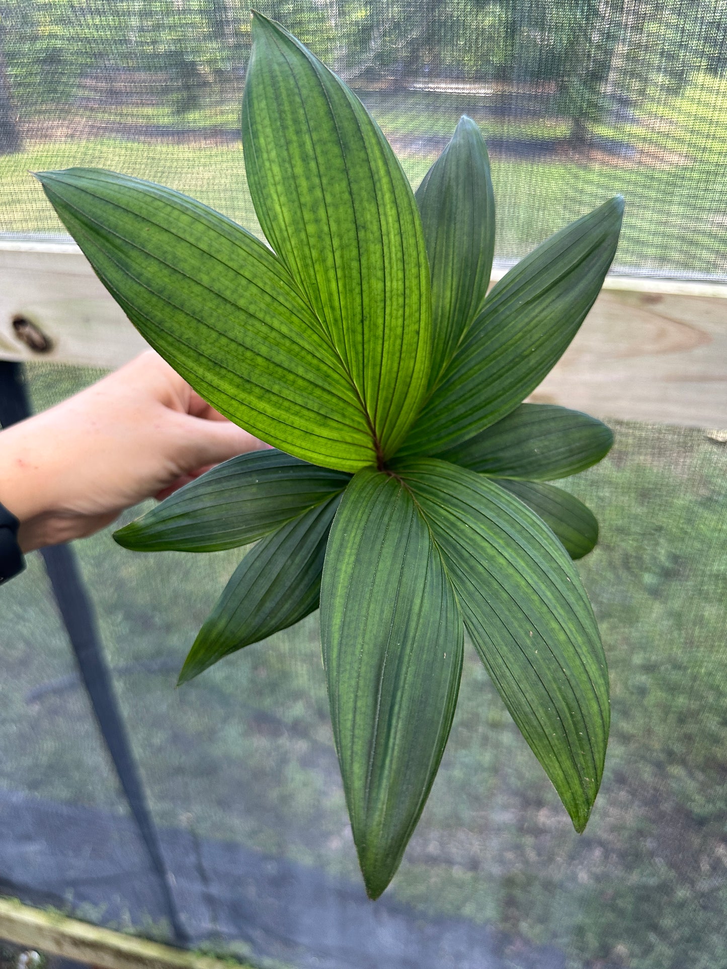 Calyptrocalyx leptostachys