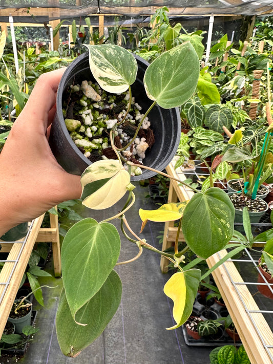 Philodendron Micans Variegated