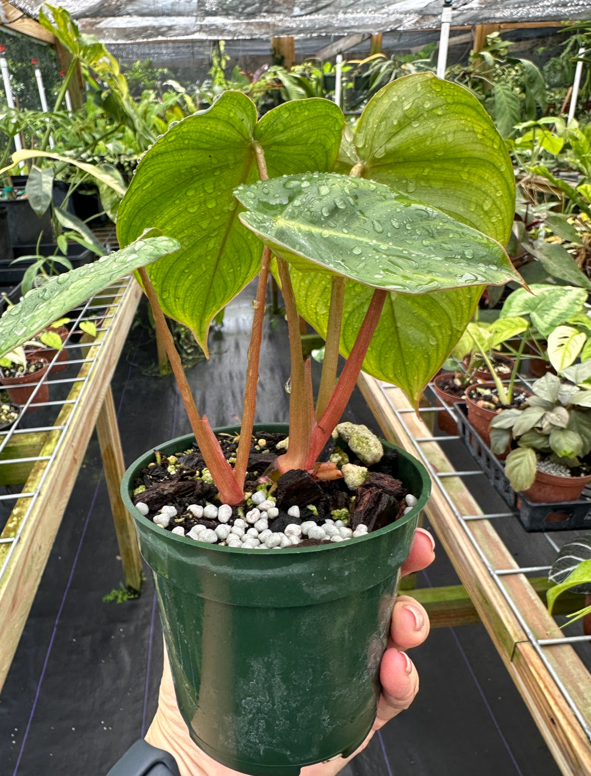 Rare Philodendron Billienum (Billietiae X Pastazanum)
