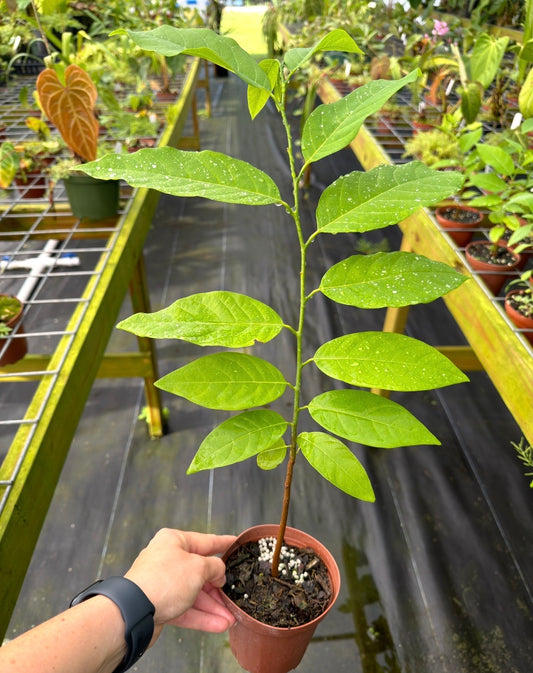 Annona Squamosa, Sugar Apple Tree
