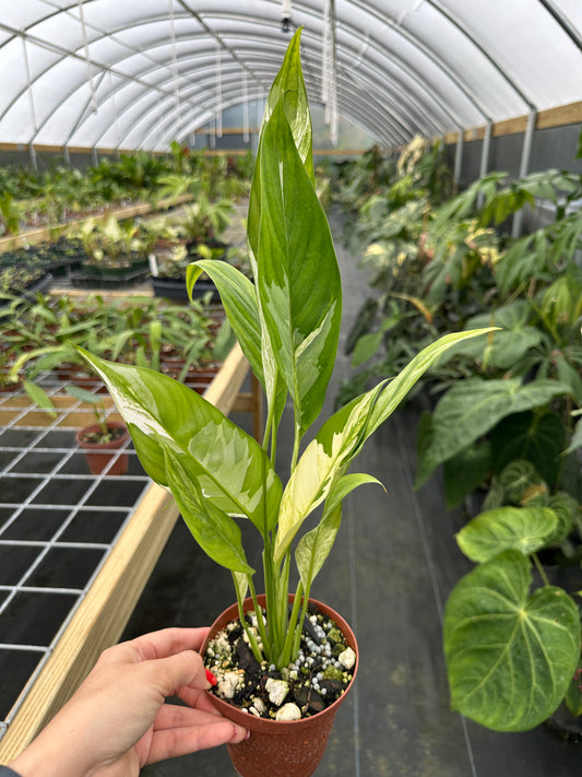 Spathiphyllum City of Angels
