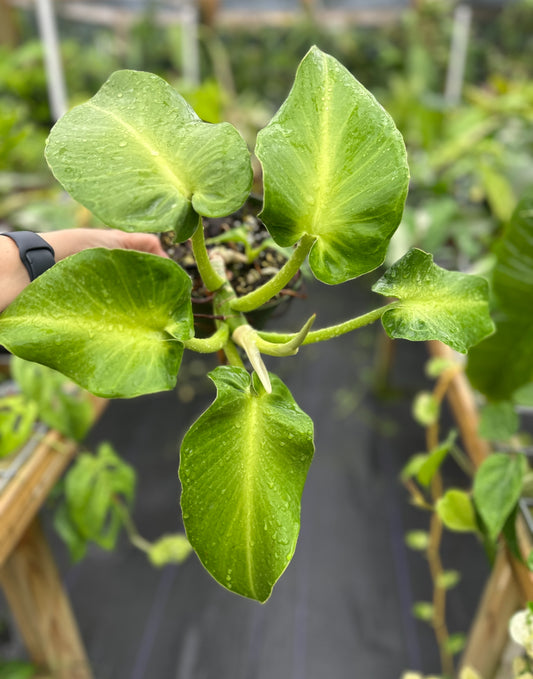 Philodendron Rugosum Aberrant Form Large