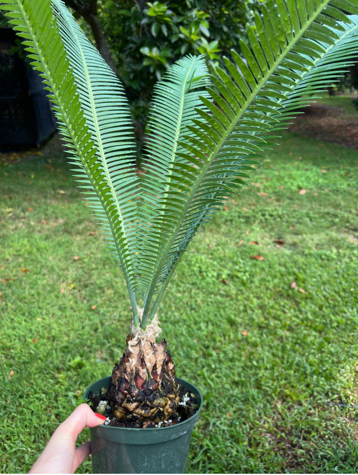 Dioon Edule "Queretaro Blue" XL