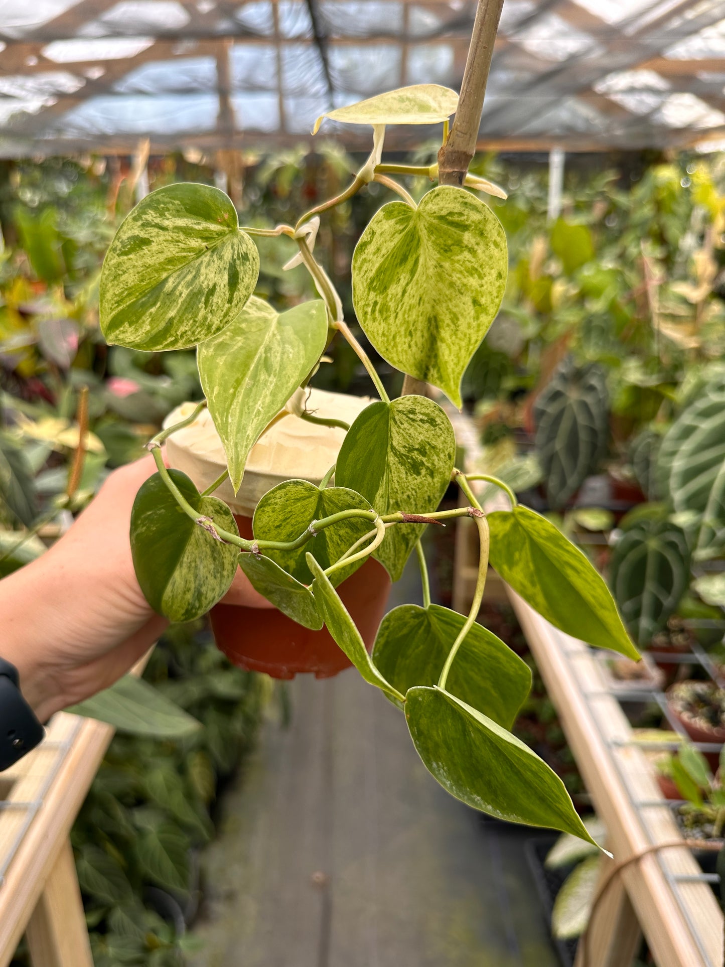 Philodendron Hederaceum Variegated (variegated Heart Leaf)
