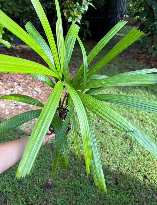 Licuala lauterbachii Palm Large