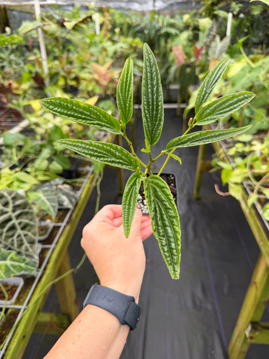 Piper sp. (Dark Bullate leaves) Rare