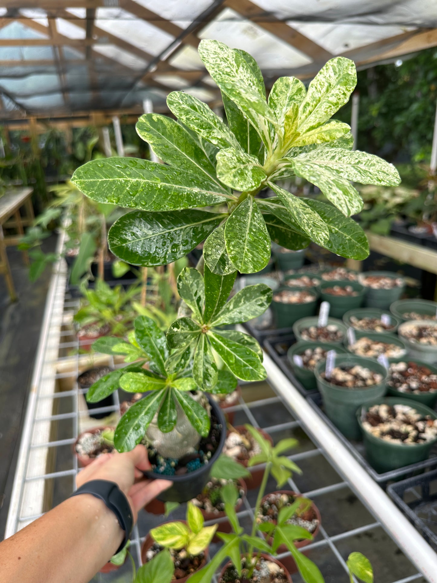 Rare Variegated Adenium Desert Rose (Grafted, Pink flower)
