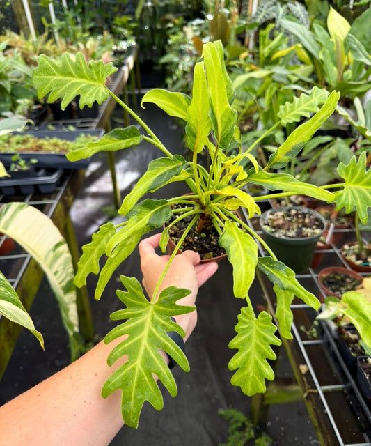 Thaumatophyllum /Philodendron Xanadu Variegated, Dwarf Form