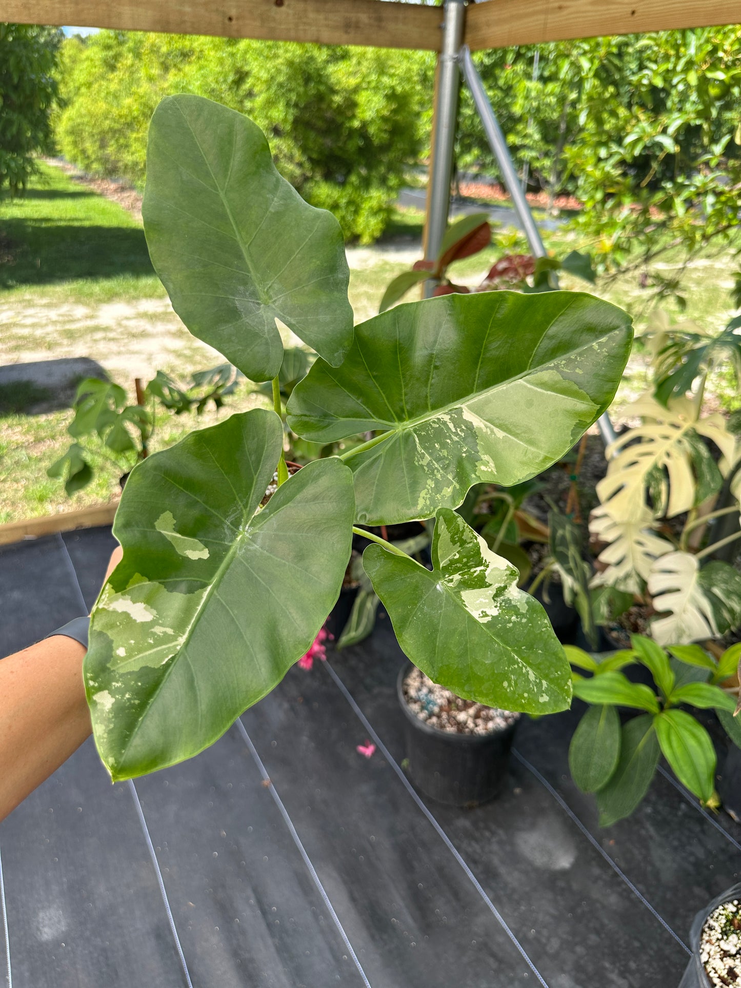 Alocasia macrorrhizos (aka macrorrhiza) Variegated