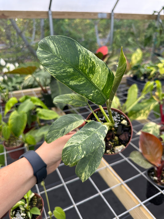 Epipremnum giganteum variegated