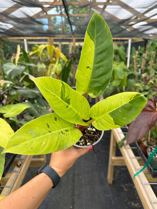 Philodendron Ruaysap Variegated