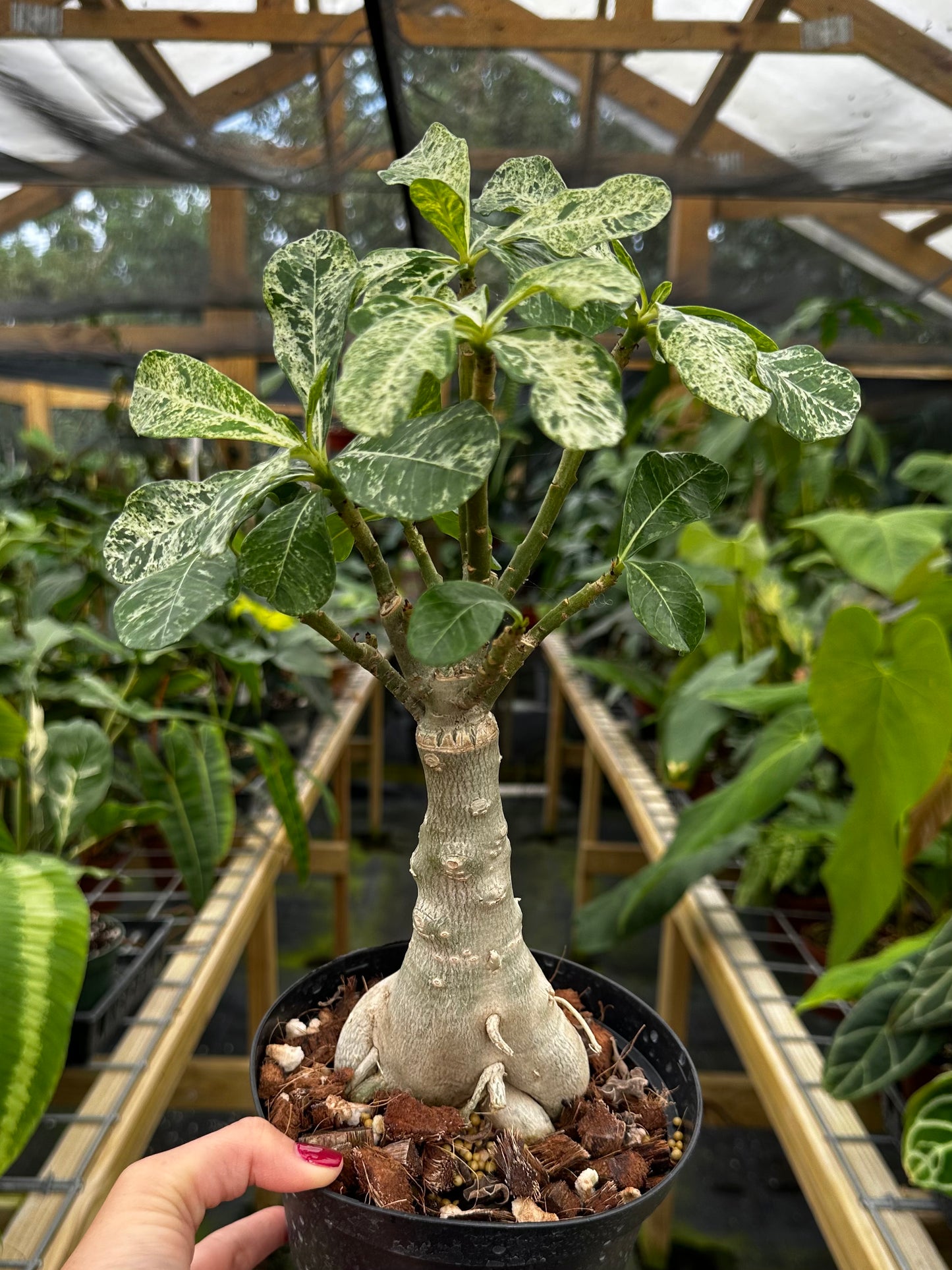 Rare Variegated Adenium Desert Rose (Grafted, Pink flower)