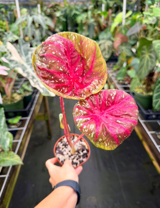 Caladium Ruby Spoon Rare Hybrid