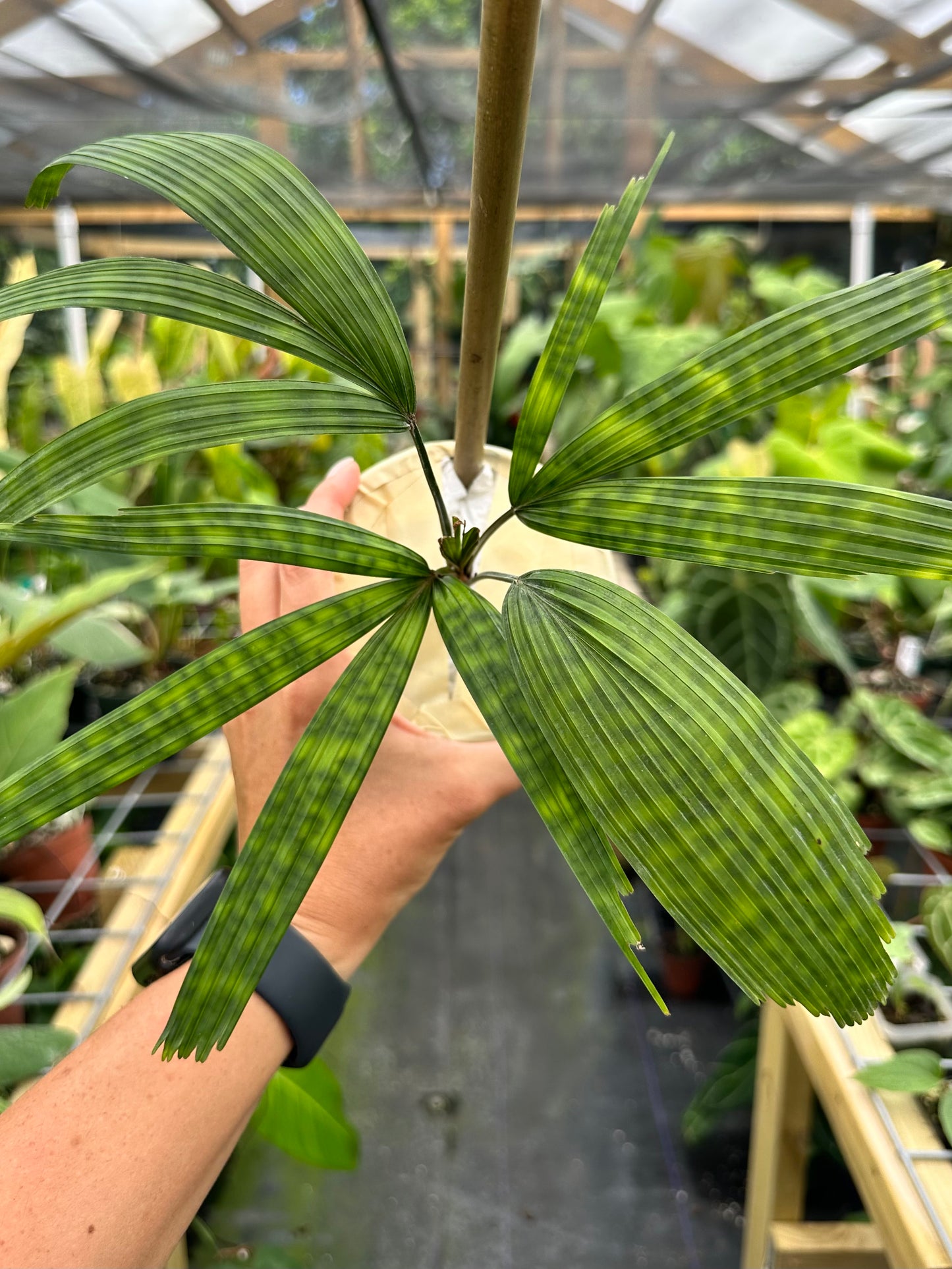 Licuala Mattanensis Mapu