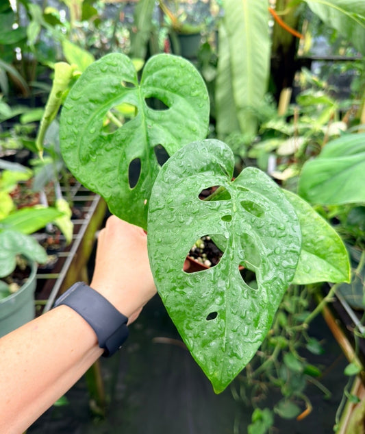 Amydrium sp. Sumatra