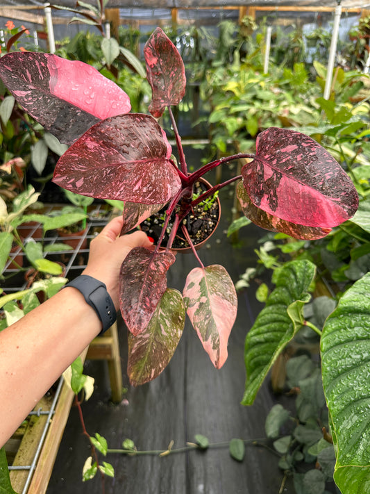 Philodendron erubescens "Pink Princess" Marble Galaxy High Variegated