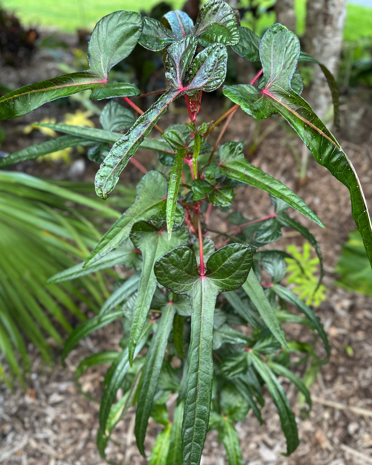 Abelmoschus manihot sp. papua cenderawasih