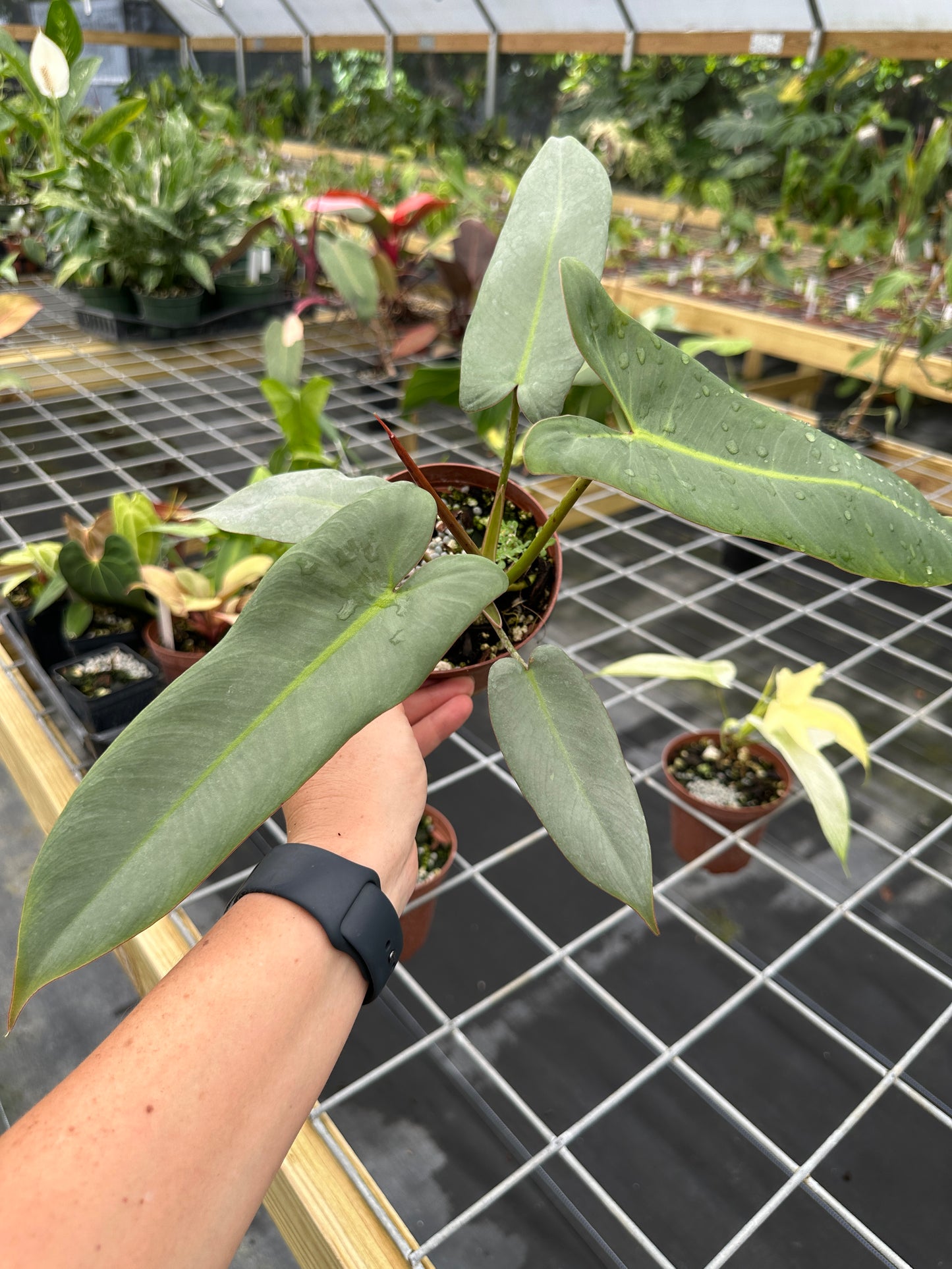 Philodendron atabapoense