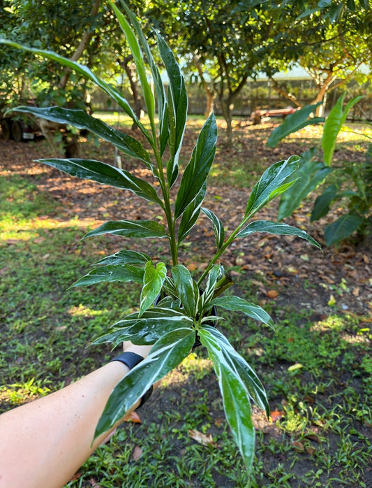 Alpinia vittata variegated
