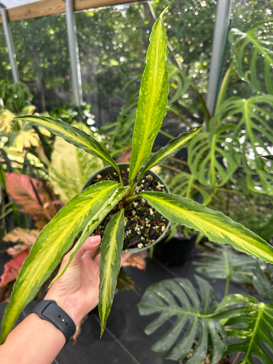 Holochlamys sp. Papua