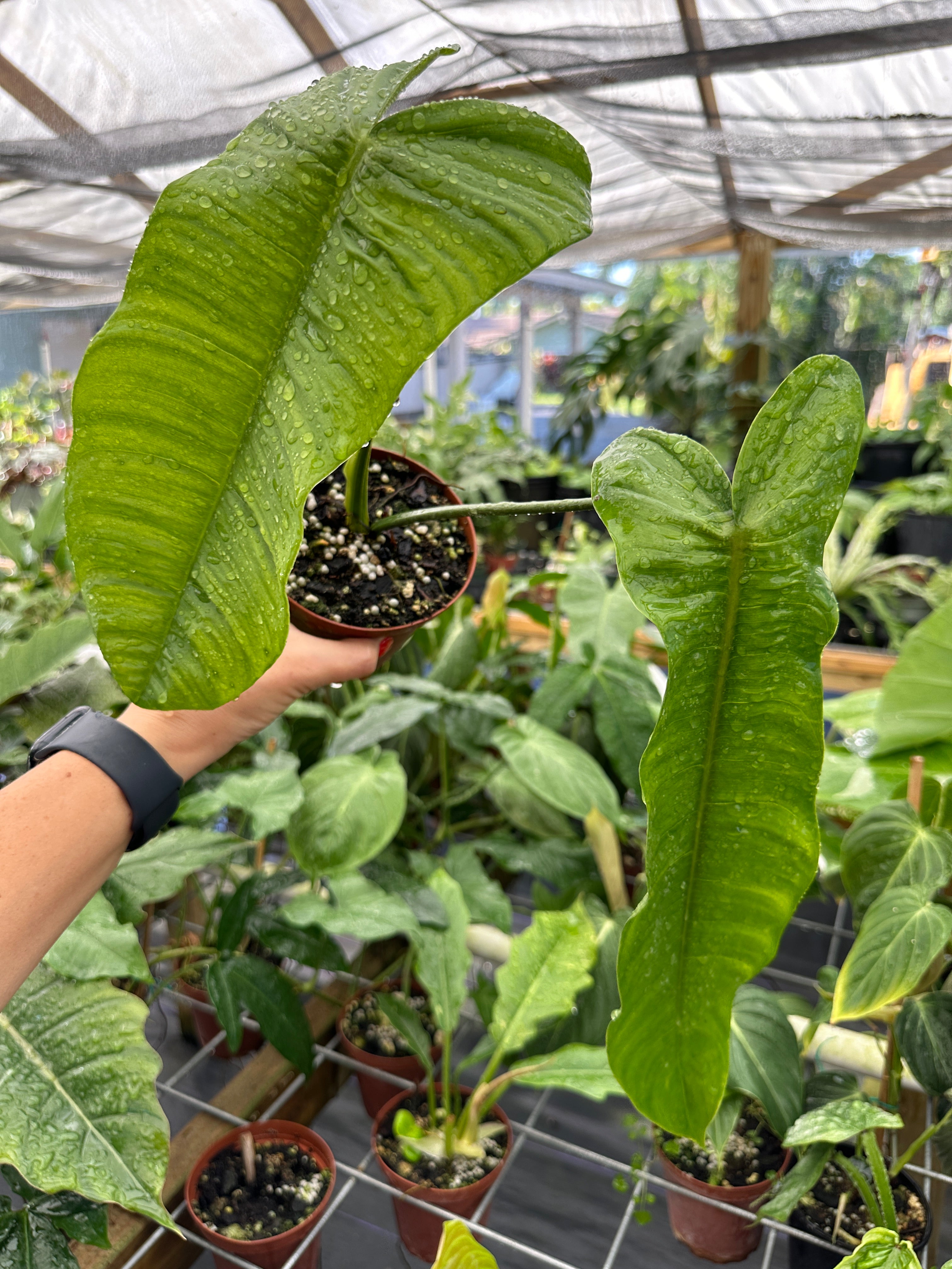 Philodendron sharoniae main image 0