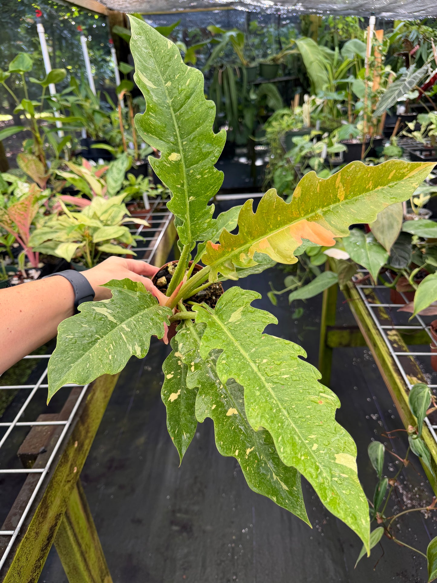 Philodendron Ring of Fire Variegated