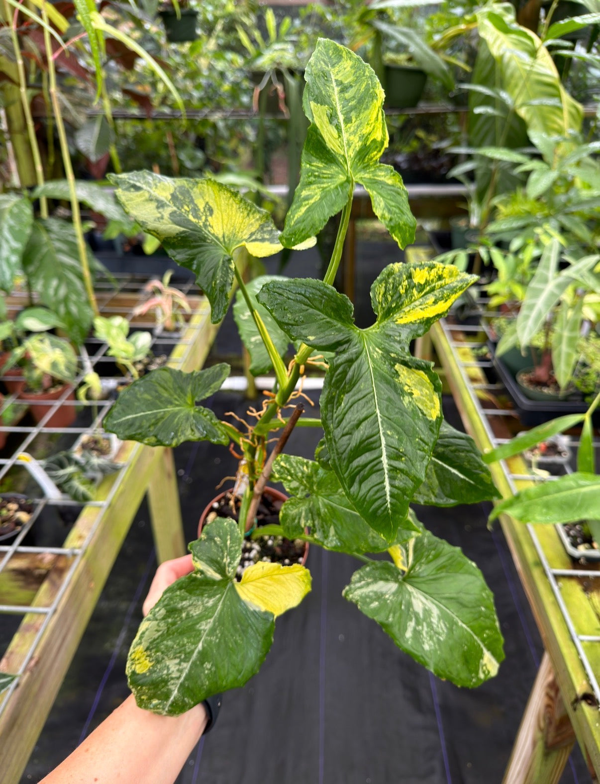 Syngonium "Scrambled Eggs" variegated