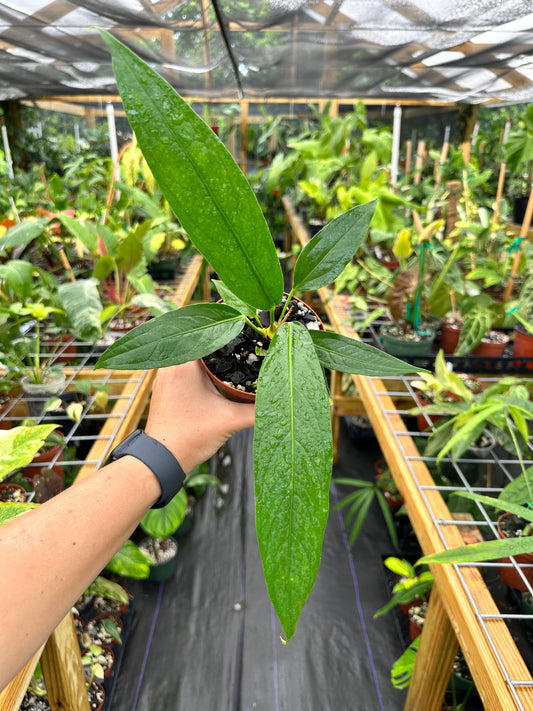 Anthurium Big Bill