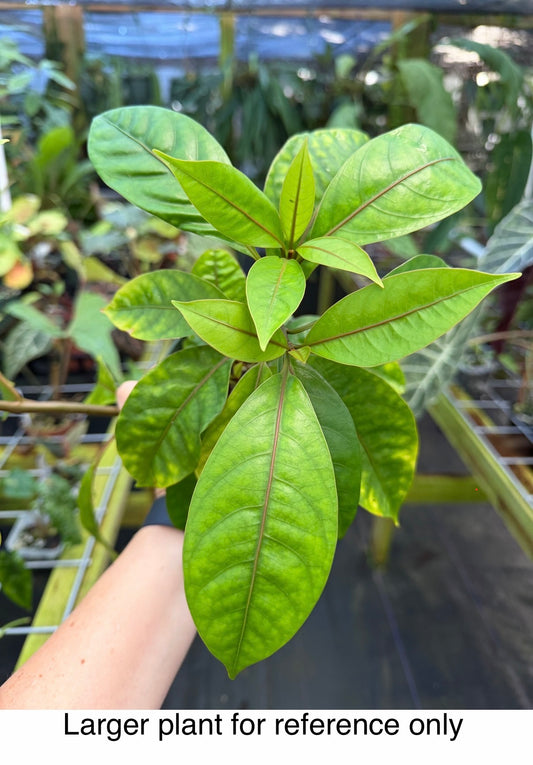 Neea virens "Blue" Rare