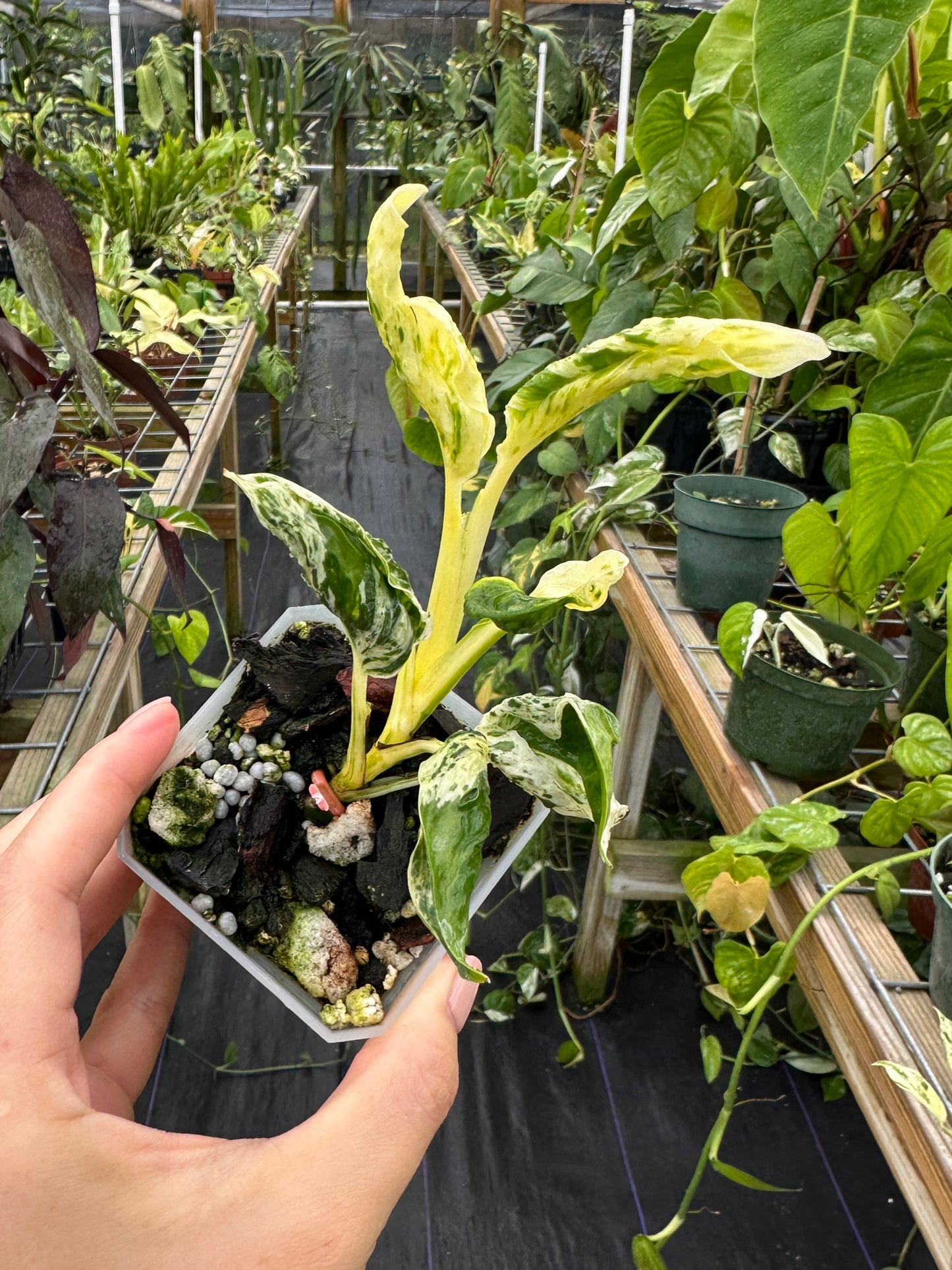 Epipremnum aureum 'Love Song' (Teruno Pothos Series) EXACT PLANT