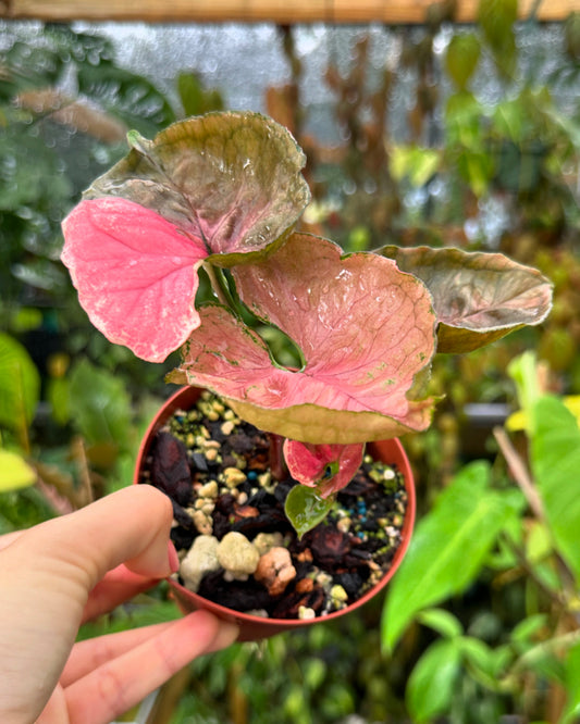 Syngonium podophyllum "Strawberry Ice" variegated