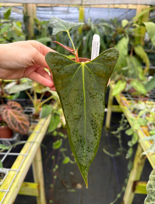 Anthurium portilloi Ree Gardens, Exact Plant