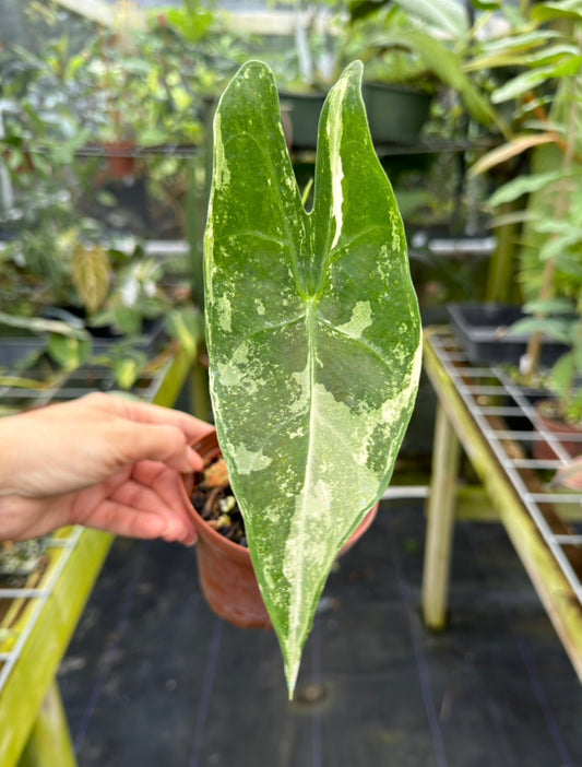 Alocasia longiloba variegated
