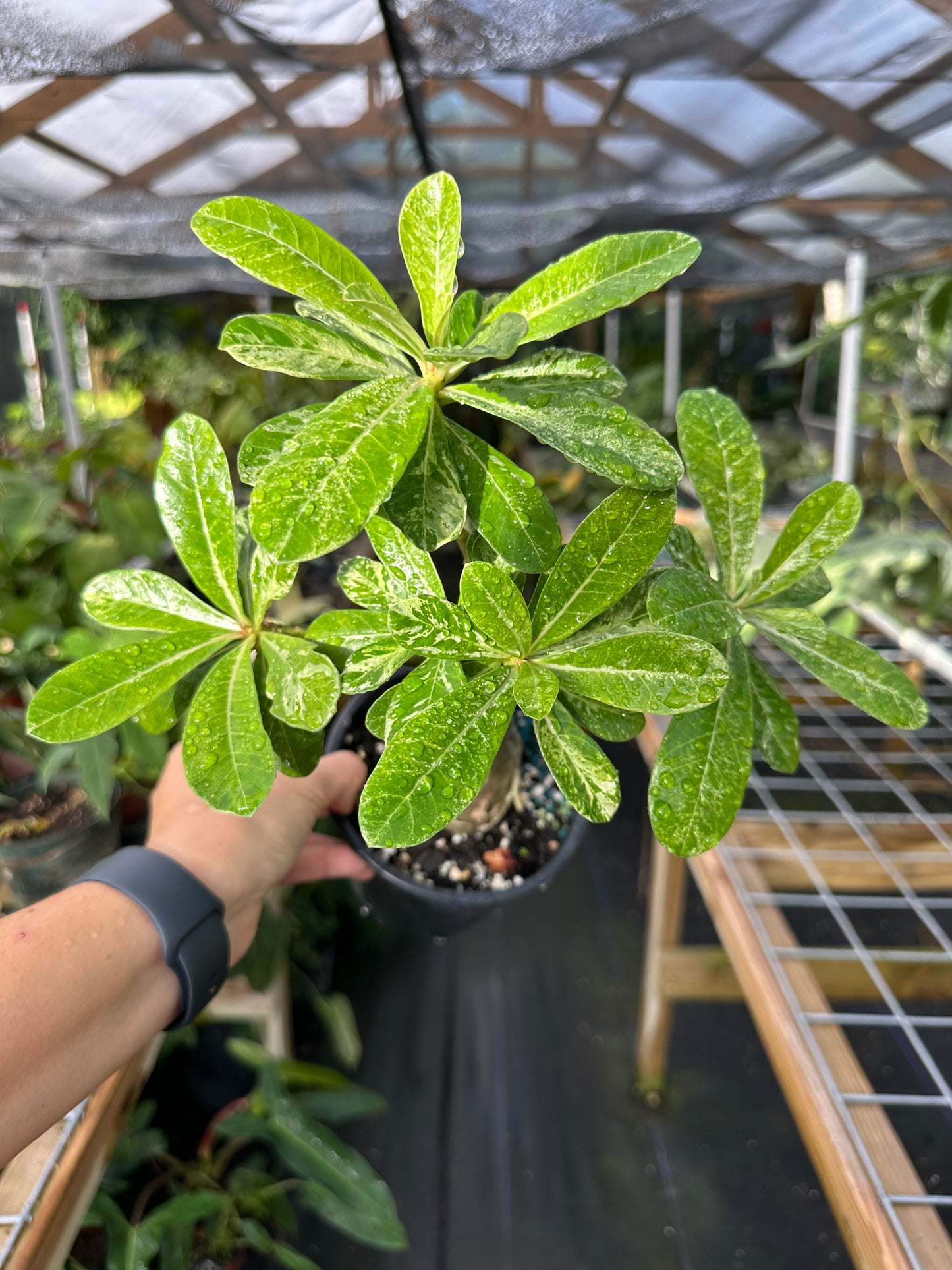 Rare Variegated Adenium Desert Rose (Grafted, Pink flower)