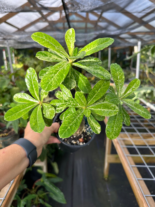 Rare Variegated Adenium Desert Rose (Grafted, Pink flower)